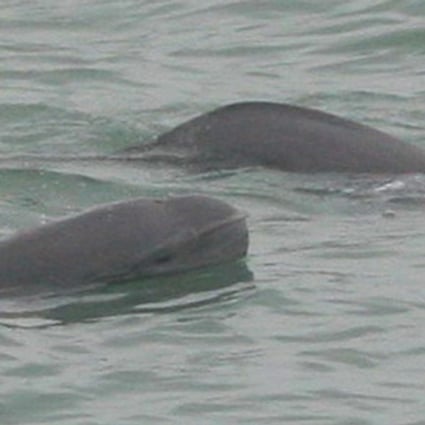 Near endangered, finless porpoises are extremely sensitive to noise. Photo: Hong Kong Dolphin Conservation Society