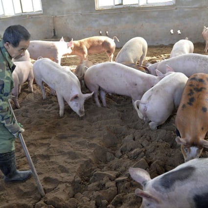 China has extended its travel ban on live pigs in a further bid to stem the spread of African swine fever. Photo: AP