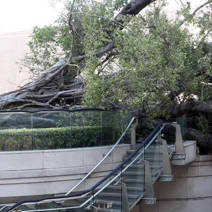 The old banyan was grounded on Tuesday. Photo: Edward Wong