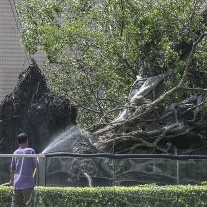 A worker sprays water on the roots of the Chinese banyan tree at 1881 Heritage in Tsim Sha Tsui. Photo: Xiaomei Chen