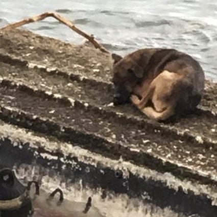 The male mongrel was first seen stranded on an overturned boat near Sai Kung Pier. Source: Hong Kong Animal Post