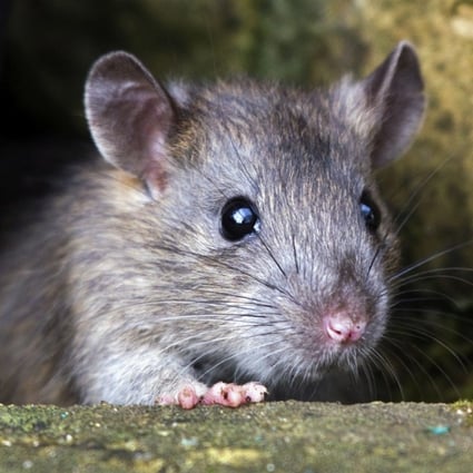 Earlier this summer, Hong Kong faced a rampant rodent problem. Photo: Alamy