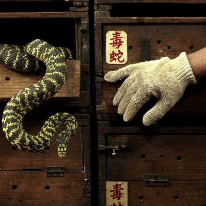 Snakes hang from a wooden cabinet marked with the Chinese characters "poisonous snake", at a snake soup shop ahead of the Spring Festival in Hong Kong. Photo: Reuters