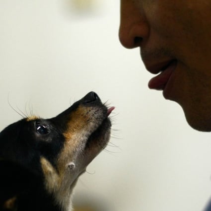 There are close to 34 million dog owners in China and almost 51 million dogs. Photo: AFP