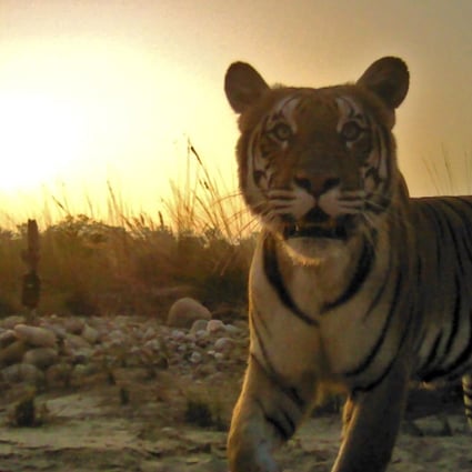 uses of tiger