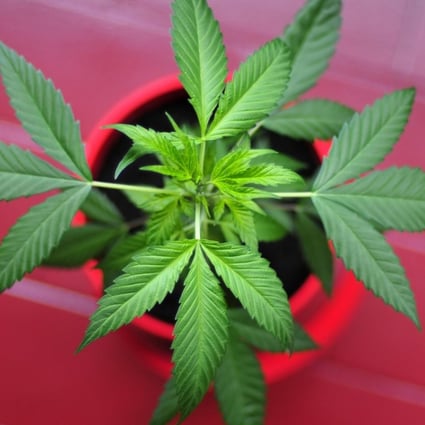The Cannabis Investor Symposium in Hong Kong came two weeks after Canada legalised the recreational use of cannabis, and attracted 200 pot entrepreneurs. Photo: Alamy