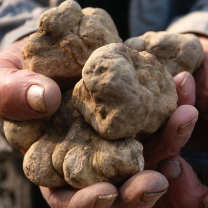 White truffles from Alba, Italy, are highly sought after and only grow in the wild. Photo: Alamy