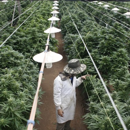 An employee checks cannabis plants at a medical marijuana plantation in northern Israel. Photo: Reuters