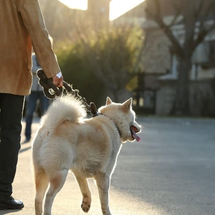 Authorities in the Chinese city of Wenshan also ordered that all dogs in public places be put on a leash no longer than one metre. Photo: Alamy