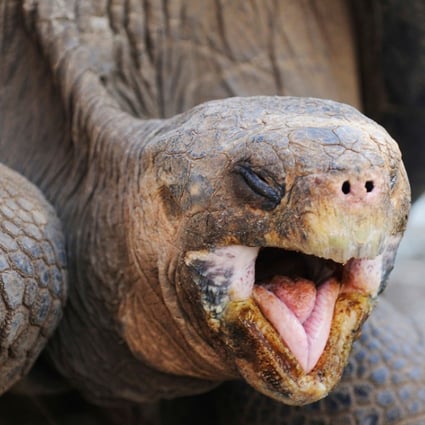 If you are terrified of turtles, you have chelonaphobia. Photo: Alamy