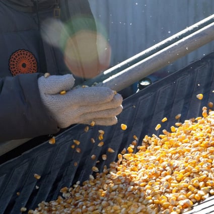 Corn kernels move along a conveyor belt at the Tianjin Tianjiao Group feed mill in Tianjin, China. Using AI-enabled analysis, JD’s solution can provide individualised feeding plans for pigs which can help produce better meat at lower cost. Photo: Bloomberg