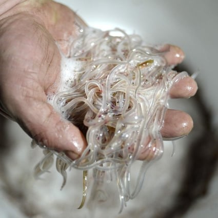 Glass eels fished from the Loire river in Cordemais, near Nantes, western France. Photo: AFP