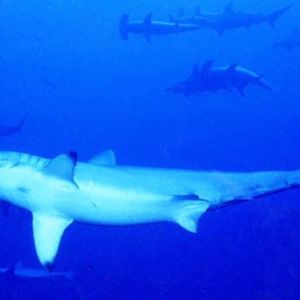 Dive With Hammerhead Sharks In The Crystal Clear Waters Of Yonaguni Japan S Westernmost Island South China Morning Post