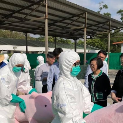 Agricultural officials conducting a swine fever culling drill using stuffed pigs, under the watchful eye of Secretary for Food and Health Sophia Chan Siu-chee. Photo: Facebook