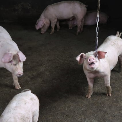 Pigs are seen at a farm on the outskirts of Harbin, Heilongjiang province. One person usually monitors the growth of 80 pigs simultaneously, meaning there is a lot of room for new technologies to increase efficiency. Photo: Reuters