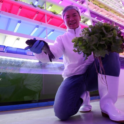 The vertical farm’s co-founder, Gordon Tam Chi-ho. Photo: Edward Wong
