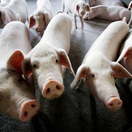 Three cases of African swine fever have been reported in Guangdong province in less than a week. Photo: AP