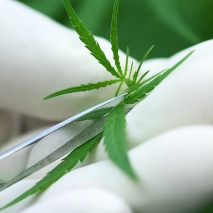 Indian scientists are trying to find new ways of using cannabis medicinally. Photo: Shutterstock