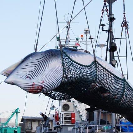 A minke whale is lifted from a ship at Kushiro port, Hokkaido. Japan has announced it is withdrawing from the International Whaling Commission and resuming commercial whaling. Photo: EPA