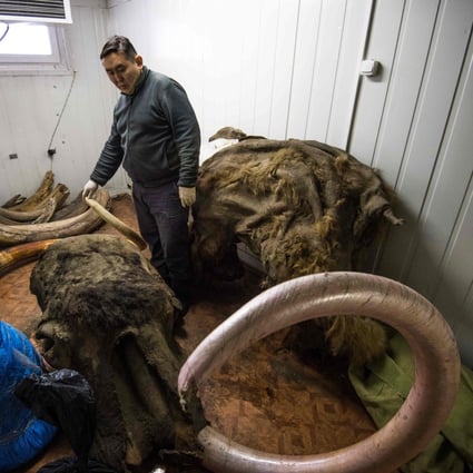 Valery Plotnikov, a palaeontologist at the Yakutia Academy of Sciences, stands near collected tusks in his laboratory on November 28, 2018. Photo: AFP