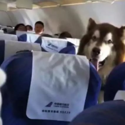 Chinese shaggy dog story about four-legged friend for the emotionally  vulnerable flier really takes off | South China Morning Post