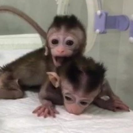 Chinese Scientists Clone Five Baby Monkeys After Editing Genes To Induce Mental Illness South China Morning Post