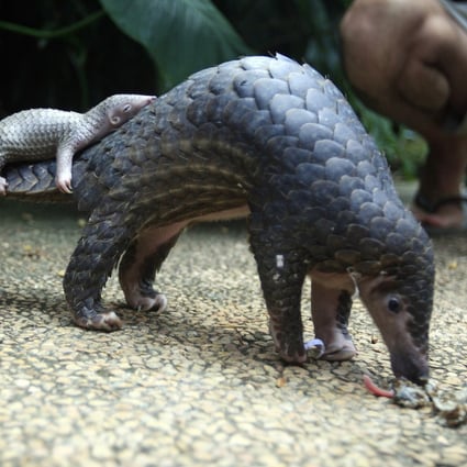 Pangolin seizures have been reported all over China but what is done with them after they are found is not always clear. Photo: AP