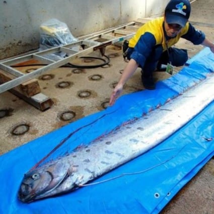 Oarfish usually inhabit deep waters and are rarely seen from the surface.