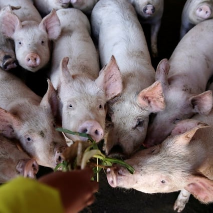 China’s small pig farmers have been the hardest hit by the African swine fever epidemic. Photo: Reuters