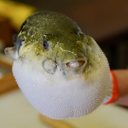 Pufferfish is a deadly delicacy in Japan but a safe one in China. Photo: Tom Wang
