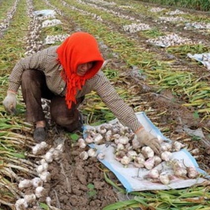 A garlic farmer in Jinxiang county, in the eastern Chinese province of Shandong, heart of the world’s largest garlic growing region. Photo: Xinhua