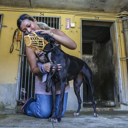 Zoe Tang Wing-yan, a board member of animal rights group Anima Macau, with one of the greyhounds at the now defunct Macau Canidrome. Photo: Dickson Lee