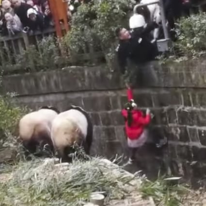 Neither the little girl nor any of the pandas were hurt in the ordeal. Photo: Thegudda.com