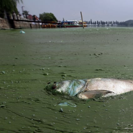 The idea that companies’ environmental, social and governance performance should be weighed in investment decisions is beginning to catch on in China. Above, a dead fish floats in water filled with blue-green algae at the East Lake in Wuhan, Hubei province in this August 20, 2012 file photo. Photo: Reuters