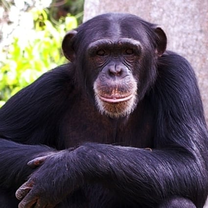 Western chimpanzees, which have declined by 80 per cent in the past 20 years, are now considered critically endangered. Photo: Shutterstock