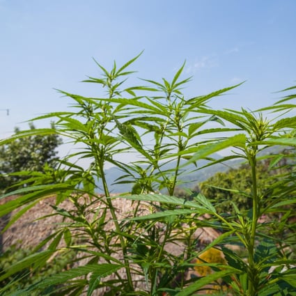 Marijuana growing in Chiang Mai, Thailand, where its medical use has been approved. Advocates for the drug are pushing for its full legalisation and see it becoming a cash crop, possibly for export.
