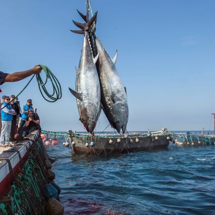 Bumble Bee Seafoods has been paying a 10 per cent tariff on tuna loins imported from China. Photo: Handout