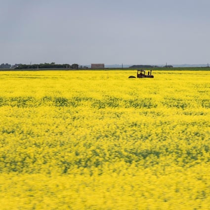 A canola field in Canada, where investigations have found no evidence of pests or bacteria. Photo: Alamy