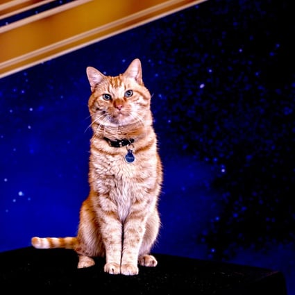 Reggie, the cat who plays Goose in Captain Marvel, poses for a portrait in Beverly Hills, California. Photo: Reuters