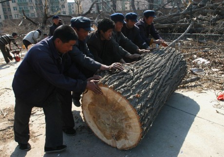 Workers roll a log in a wood in Beijing, China. Excessive tree-cutting has accelerated desertification and soil erosion in many regions of China. Photo: Getty Images