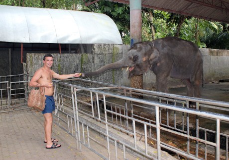 A man feeds an elephant at Phuket Zoo, in Thailand, which has now closed down. Photo: Shutterstock