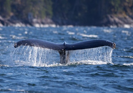 A humpback whale dives near Quadra Island, northern Salish Sea, Canada, September 15, 2021. &#xA;&#xA;CREDIT: Daniel Allen