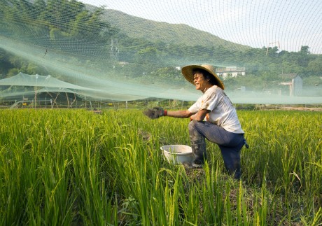 A farmer in Lai Chi Wo works in a field. HSBC’s Lai Chi Wo project repopulates abandoned farmland to create functional biodiversity. Photo: HKU Centre for Civil Society and Governance