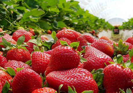 Strawberries have been found to contain a compound that reduces the risk of getting Alzheimer’s disease. They are not the only superfood good for brain health – fatty fish,  walnuts and wasabi have similar properties. Photo: Shutterstock