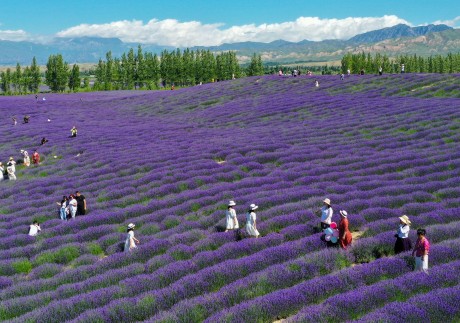Chinese state media plays up Xinjiang’s natural beauty, including its flower-covered prairies, making the region a draw for domestic tourists. Photo: Xinhua