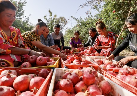 The US has announced sweeping bans on all imports of cotton and tomatoes from Xinjiang, the region’s two major export cash crops. Photo: Xinhua