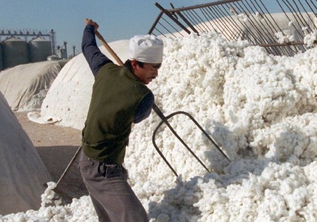 Xinjiang Production and Construction Corps controls Xinjiang’s cotton output, which accounts for 20 per cent of global supply. Photo: Reuters