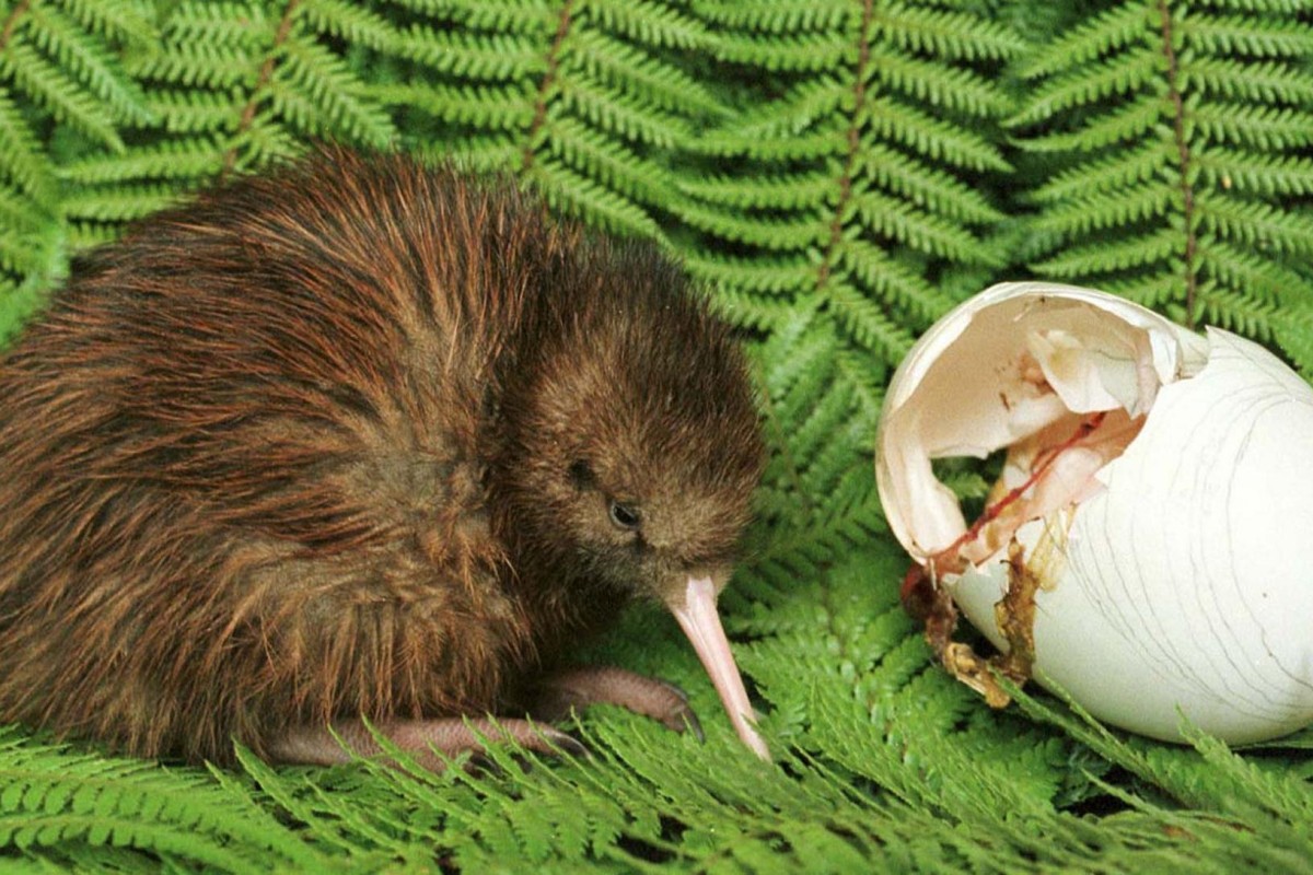 Kiwi orchestra. Нелетающая птица киви. Киви зверь. Северный бурый киви. Киви человек.