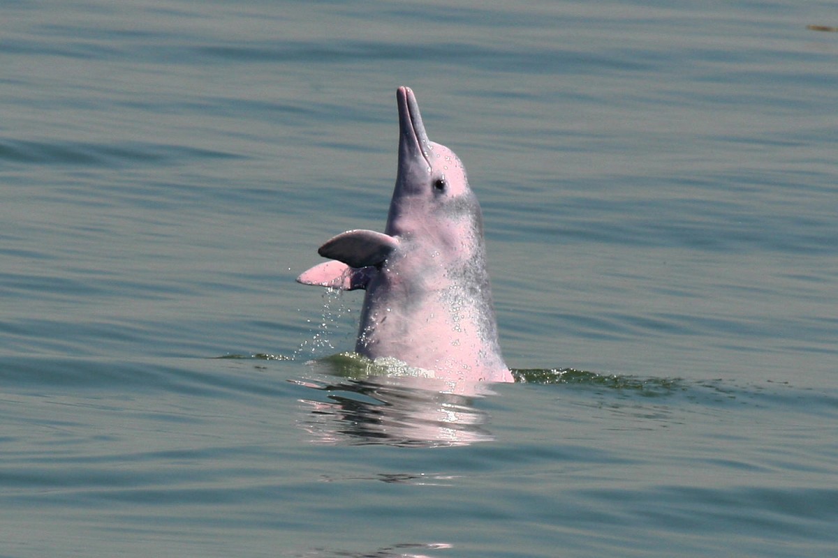 Розовый Дельфин боуто