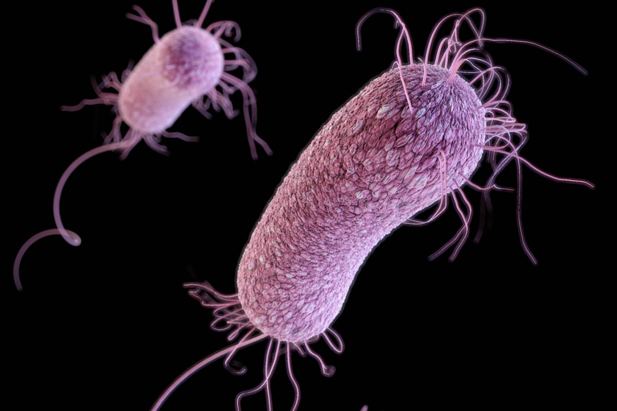 Pseudomonas aeruginosa рисунок